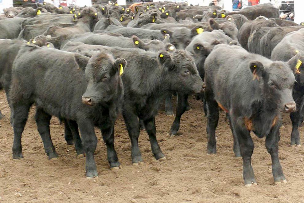 remate-terneros-invernada