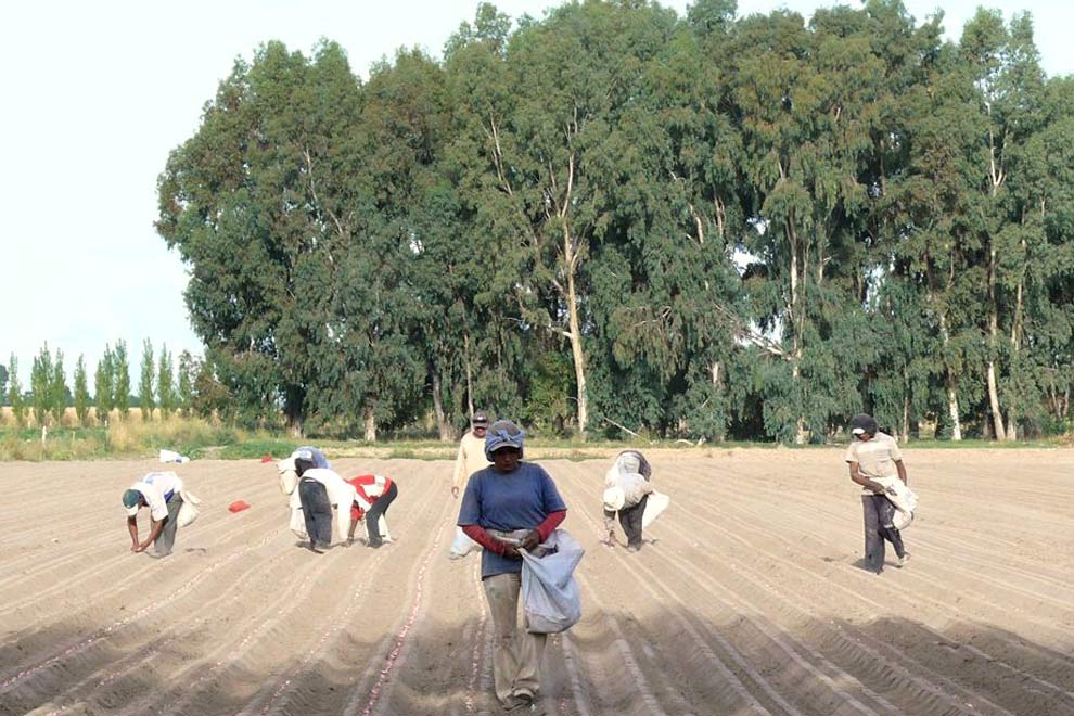 mujer-rural-siembra-ajo-en-san-rafael-mendoza