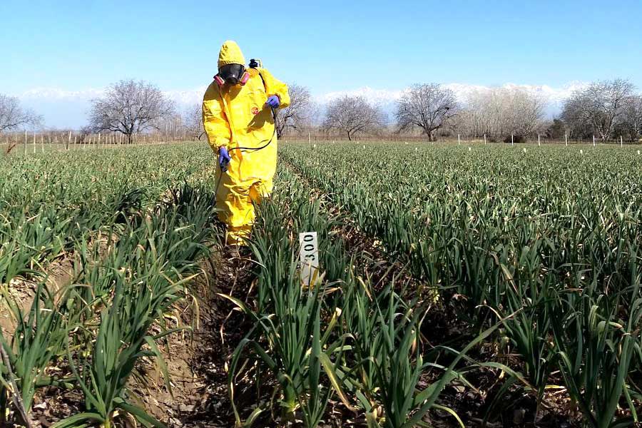 operario-aplica-fungicida-en-cultivo-de-ajo
