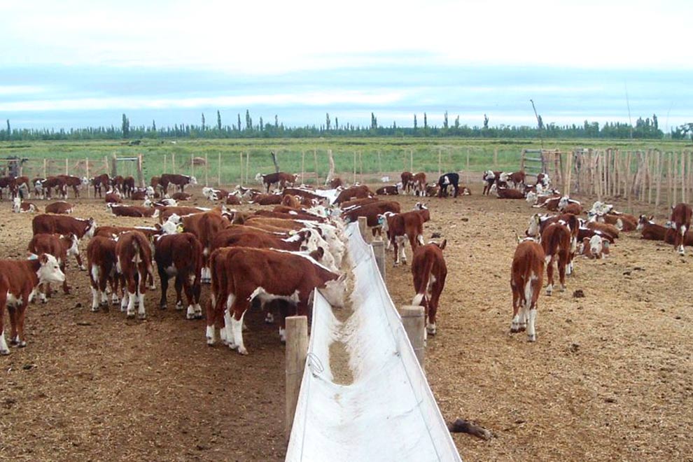 terneros-en-corral-de-destete