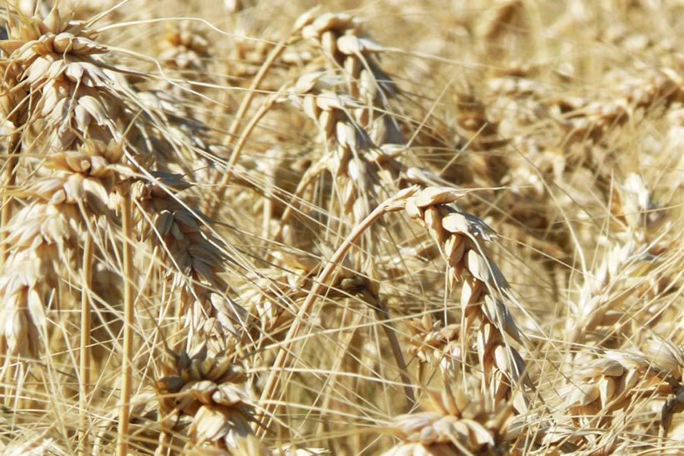 En un comunicado difundido hoy, las "cuatro grandes" del sector se pronunciaron contra la decisión de suspender la línea de créditos MiPyme a productores.