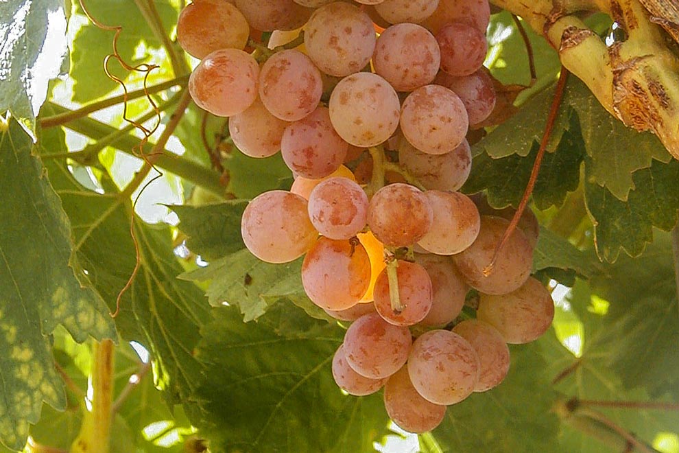 uvas-moscatel-rosada-en-viñedo