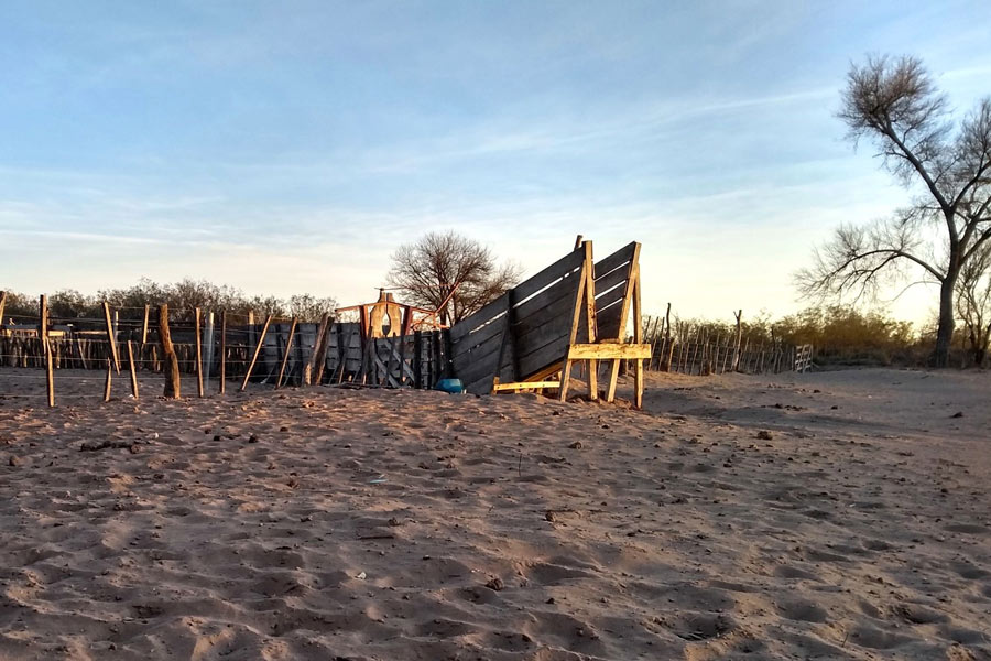 cargador-de-hacienda-bovina-en-campo-de-secano-general-alvear