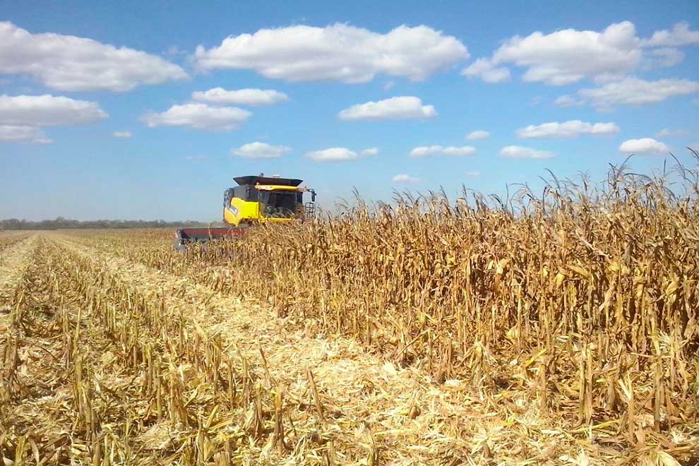 cosecha-de-maiz-foto-inta