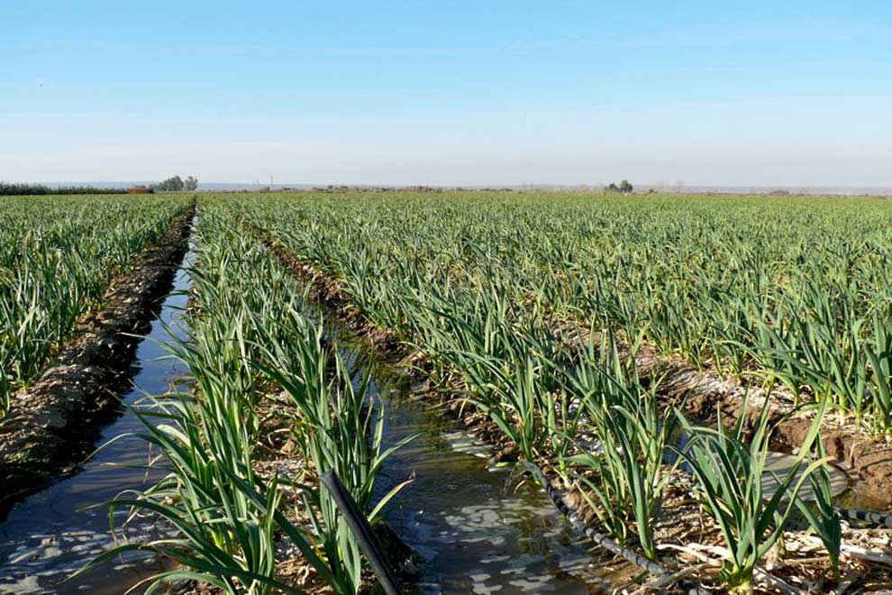 cultivo_de_ajo_en_el_49_lujan_de_cuyo_mendoza