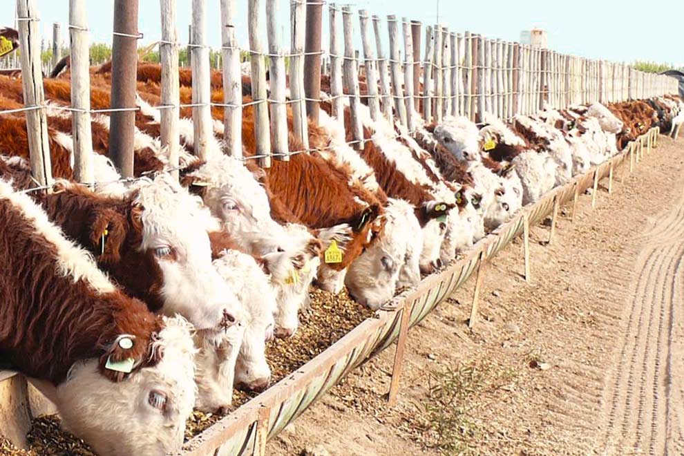 terneros-hereford-en-feedlot-mendoza