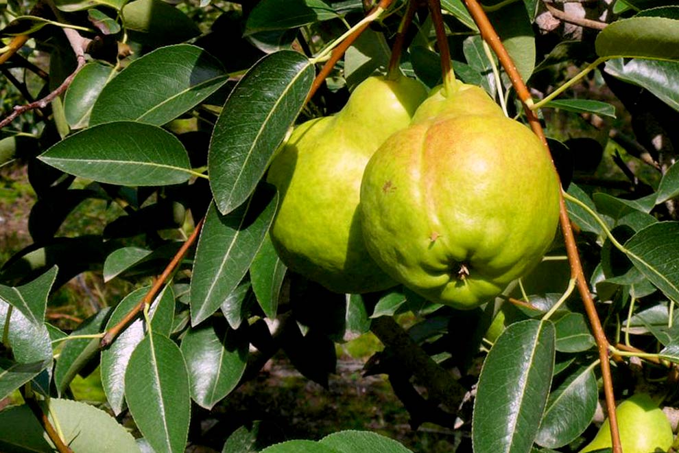 peras-en-cultivo-mendoza