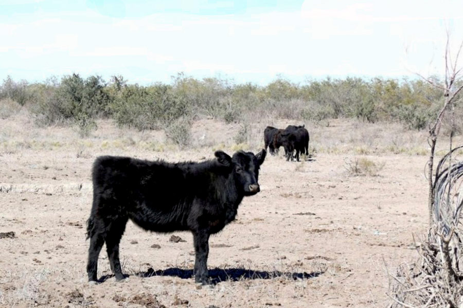 terneros-en-campo-del-arido-de-mendoza-argentina