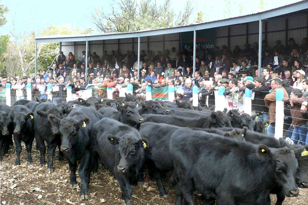 terneros-en-remate-general-alvear-mendoza