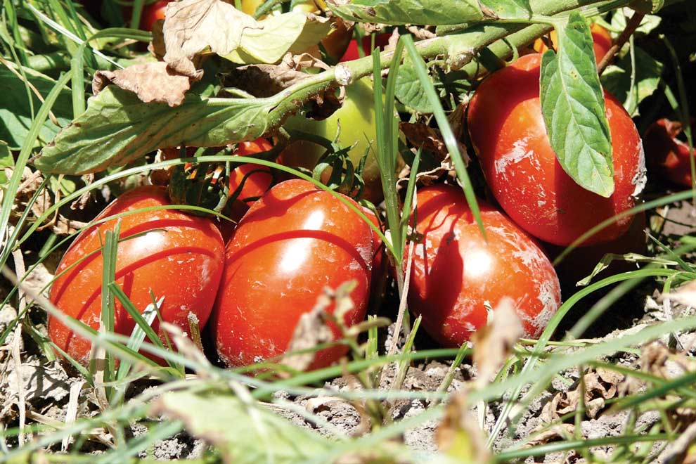 tomates-para-industria-maduros-en-la-planta