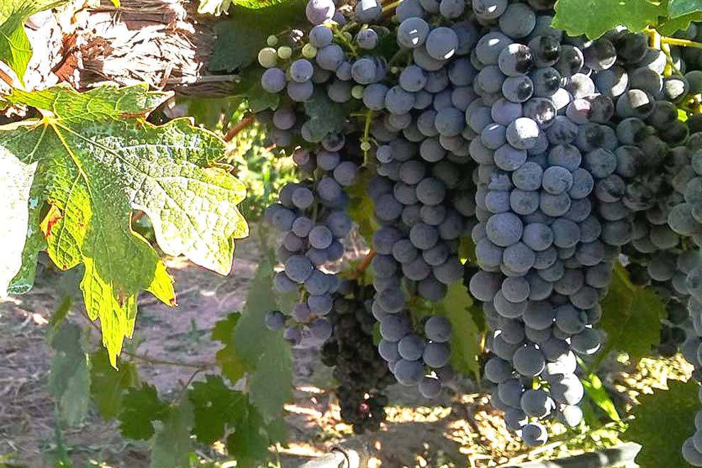 viñedo-de-cabernet-sauvignon-en-rivadavia-mendoza