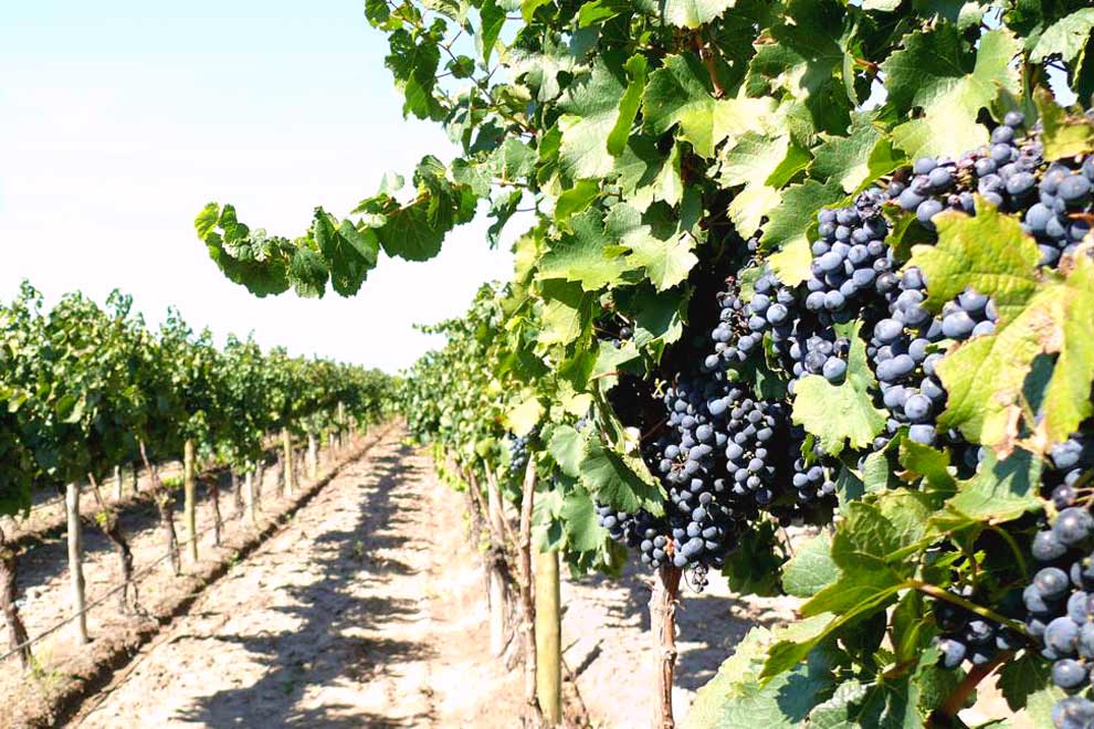 viñedo-en-rivadavia-mendoza