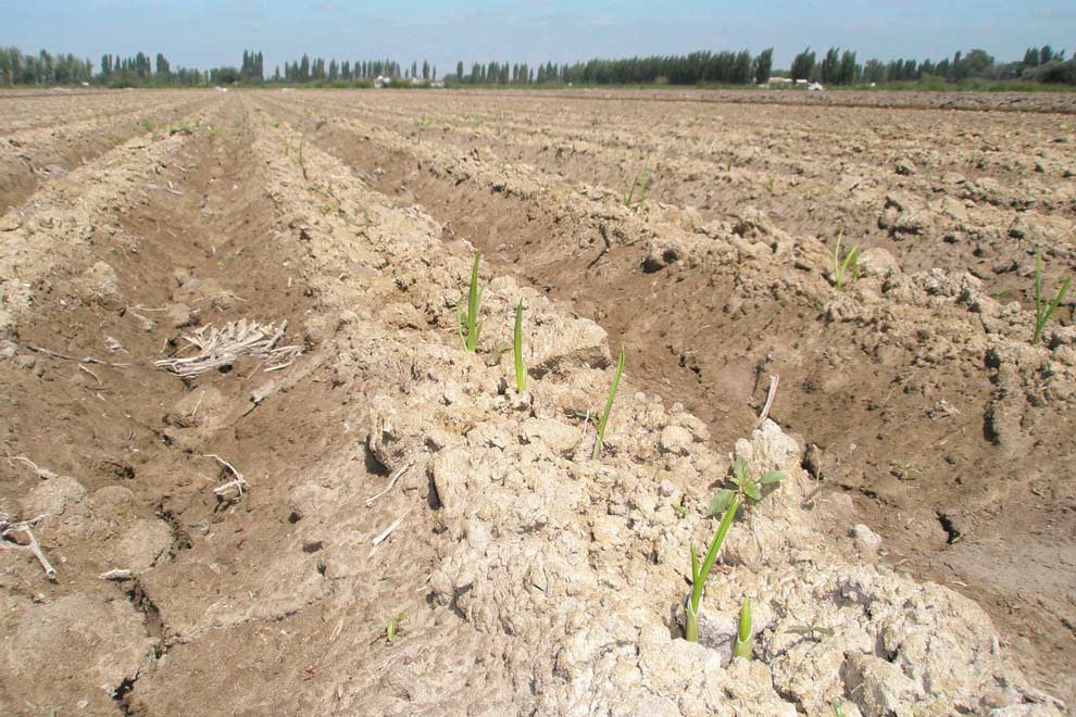 cultivo_de_ajo_emergido