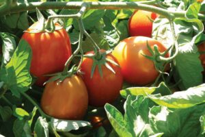 tomate-para-industria-cultivo-en-la-consulta-san-carlos-mendoza