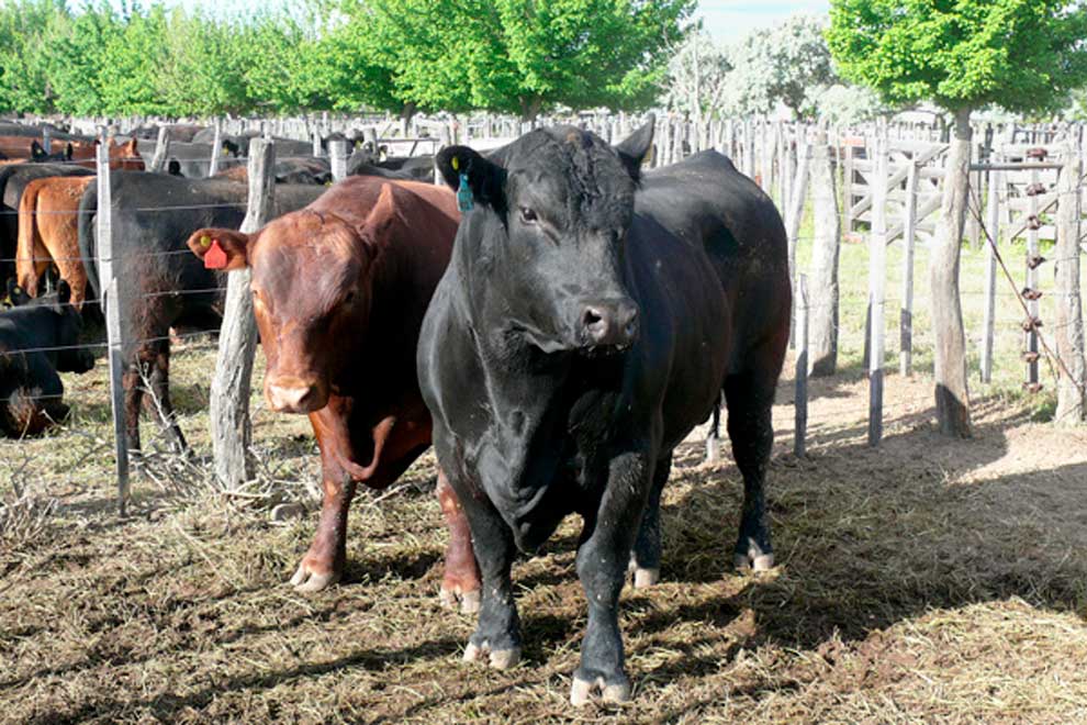 toros_en_corral_san_carlos_mendoza