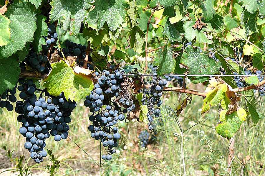 viñedo-sustentable